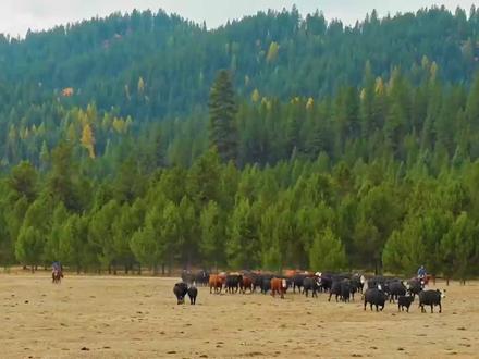 山地硬汉11季-6,老外放牛真省心,扔到山上几个月不用管 #荒野生活 #户外 #纪录片 #求生