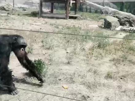 我怀疑他里面是个人…@大脑袋里都是智慧🐣 #大猩猩