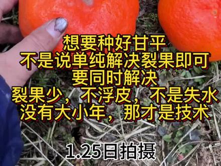 想要种好甘平,并不是单纯的解决裂果,同时要解决浮皮,失水,大小年还有裂果#甘平种植