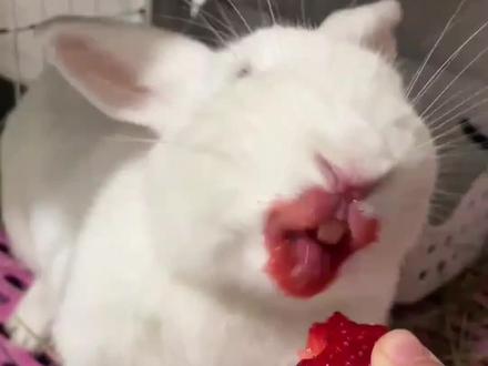 科普20种“兔”,你喜欢哪一种#动物科普 #十二生肖 #兔子