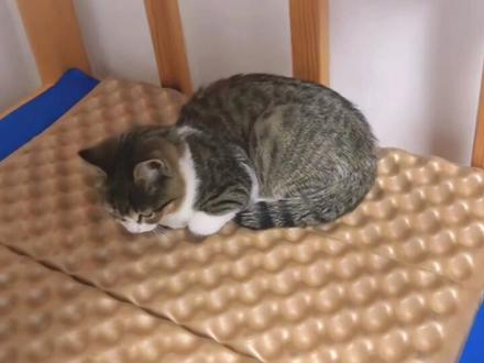 空空超疼师傅,给师傅做“鼠片”🙊#悟空 #猫咪 #赵朔西行漫记 #老鼠 #可爱