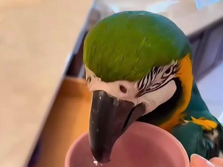 第4集
不同品种的鹦鹉,你喜欢哪种?
#鹦鹉#保护动物