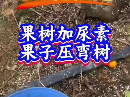 种果树 #果树 #果树施肥#果树种植 #果树管理 #果园管理#果树种植管理 #果树种植技术交流#三农