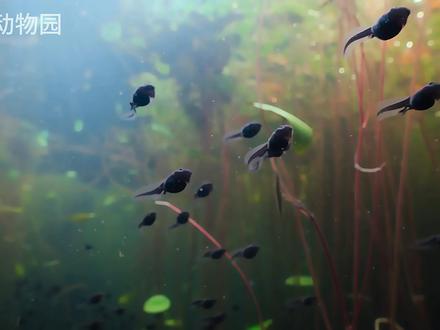 小时候夏天的记忆,就是去池塘里面抓蝌蚪
#抖音精选#抖音硬核版#动物世界#科普 #纪录片