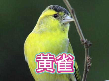 黄雀(学名:Spinus spinus):为雀科金翅雀属的鸟类。体重9.5-16克;体长106-122毫米。雄鸟头顶与颏黑色,上体黄绿色,腰黄色#黄雀叫声#黄雀叫声音频#鸟类摄影