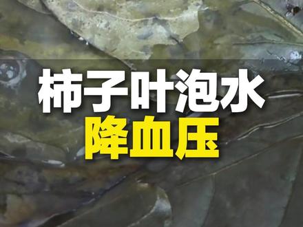 柿子叶是宝贝!每天30克 煮水泡茶都可以,坚持一段时间 可以有效降血压