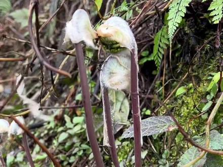薇菜 蕨菜中的天花板#植物科普 #大自然的馈赠