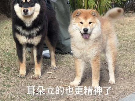 新狗狗到家啦!花了2.5买的第三只土松 终于和大家见面了 和我一起见证小泡芙的成长吧!#土松 #中华田园犬 #黄狗白面金不换#大黄 #狗狗