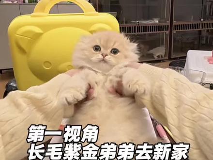 来送小猫去新家啦
#揭阳猫舍#长毛紫金渐层#家庭繁育 #第一视角vlog