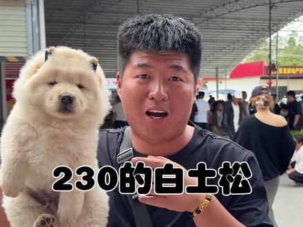 230的白土松,像只小熊! 揭秘中华田园犬,我是真喜欢!#白土松 #中华田园犬 #土松田园犬