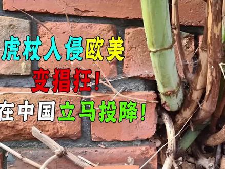 英国花90亿消灭的入侵植物,一到中国成了盘菜!被吃到人工种植! #日本虎杖 #入侵植物 #冷知识 #科普