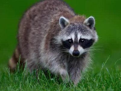 你能分清浣熊和咱们的小熊猫吗 @抖音小助手 #奇妙的动物 #萌宠出道计划 #宠物知识