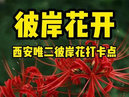 曼珠沙华,彼岸花开~西安唯二彼岸花打卡点#有一种花叫彼岸花 #旅行推荐官 #彼岸花 #大兴善寺 #浐灞湿地公园