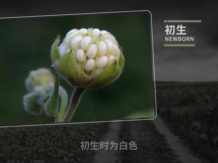 苘麻——制作麻袋、麻绳所需的主要原材料#苘麻