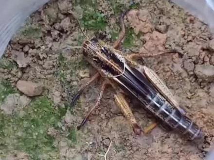 带你们近距离观察蝗虫蜕皮的过程#趣味生物#三小时复述一本书