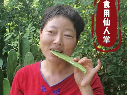 米邦塔食用仙人掌,1997年从墨西哥米邦塔地区引进作为菜用品种。食用仙人掌的吃法很多可采用煎、炒、炸、煮、凉拌等,还可以薬用#新农人计划2022 #大自然的馈赠 #野菜生活