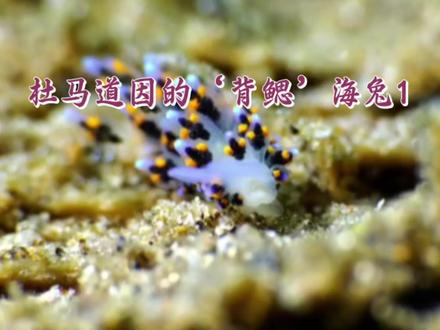 #dou上热门 #科普 #上热门🔥 #神奇动物在抖音 #旅游推荐官
潜入一片星空,那里的星星会游动,去赴一场,由珊瑚、鱼群和光柱举办的盛大舞会。那是阳光洒向人间的另一重模样,温柔而深邃,海平面是世界的封面,而我,翻开了它最精彩的篇章。在蓝色的宇宙里,做一颗漫游的星。@环游世界的魔术师🐬 @超萌潜水 二哥