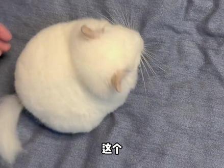 原来毛丝鼠真的不胖,只是穿的厚 #动物科普 #龙猫