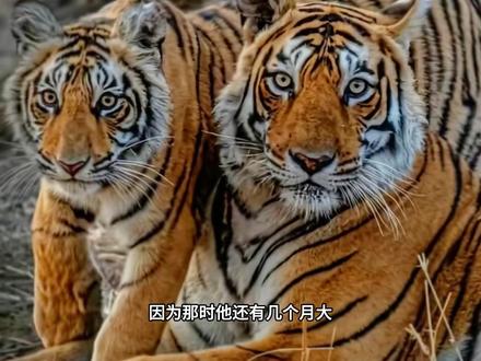 虽然死亡已经不可逆转,但至尊的威严不容侵犯#箭头 #老虎 #神奇的动物在抖音 #动物科普