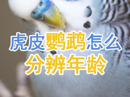 虎皮鹦鹉怎么分辨年龄#虎皮鹦鹉 #鹦鹉 #奇妙的动物 #手养鹦鹉 #鹦鹉鹦鹉萌萌哒逗鹦鹉 #萌宠 #鸟 #动物成精 @抖音小助手