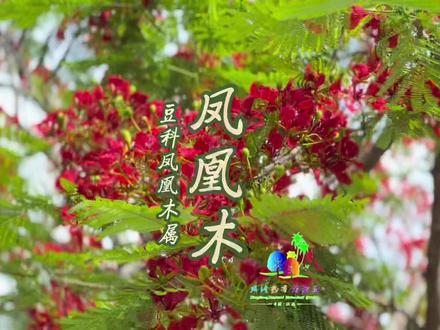凤凰花开季,惟愿前程皆似锦#海南植物科普