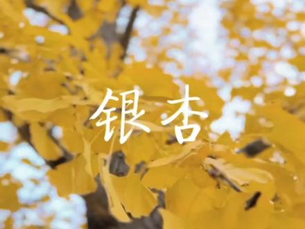 银杏又叫白果
每天认识一种中药材,今天认识一下白果