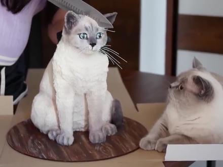 主人买来仿猫蛋糕,故意一刀砍下,猫咪的反应笑喷了 #整蛊猫咪 #搞笑动物 #猎奇 #奇闻趣事 #喵星人