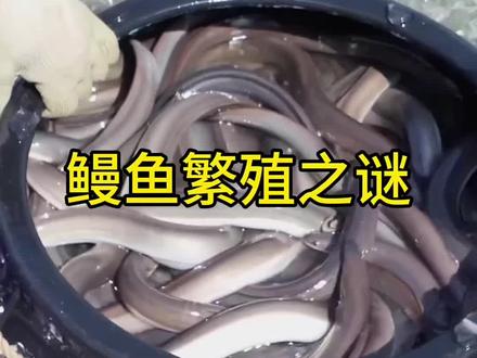 第29集/科学家也困扰,鳗鱼究竟是如何繁殖的?#科普#鳗鱼#繁殖 #涨知识 #知识前沿派对
