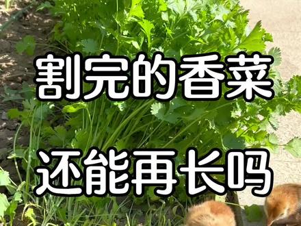 有时候在想小时候没有大房子住 家里条件也不好 为什么总是想回到小时候呢#记录真实生活 #vlog日常 #我的乡村生活 #三农 #新农人计划2023