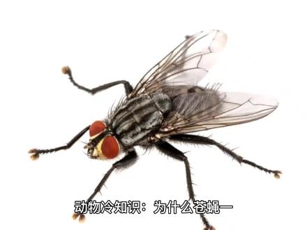 为什么苍蝇一停下来就喜欢不停的搓手挠头呢?
