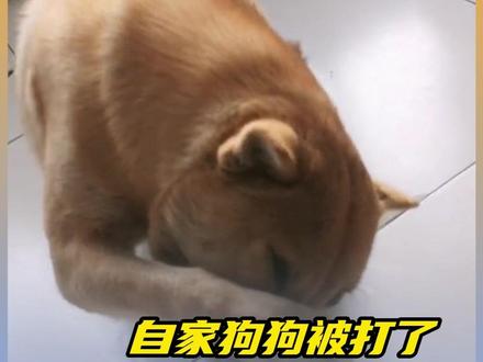 狗:下辈子俺还跟着你!!!#狗狗 #善待动物关爱生命 #万万没想到