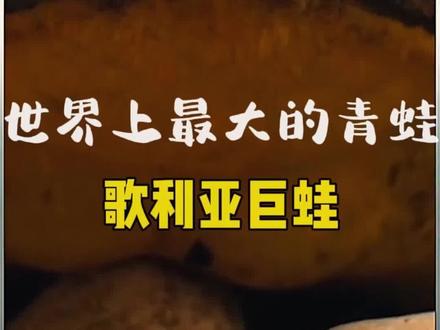 蛙中巨无霸不折不扣大力士,乱顿管饱一家七口#动物世界 #科普 #神奇动物在抖音 #野生动物 #歌利亚巨蛙 #非洲巨蛙