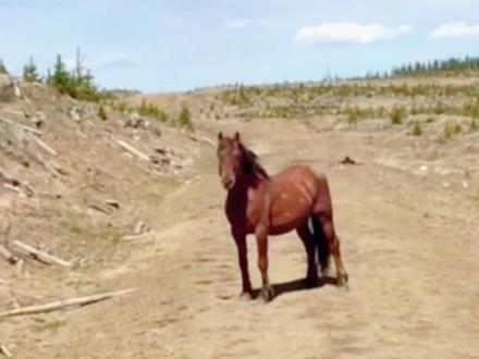 #动物救助#野马#神奇动物在这里 救助野马@抖音小助手