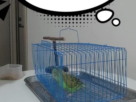 #虎皮鹦鹉日常 教程第三集笼内盘鸟