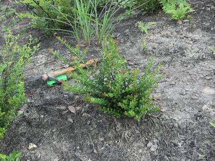 来山上帮朋友挖棵极品赤楠老桩,舍利加镂空,做盆景非常漂亮