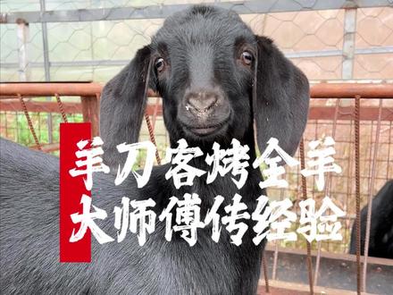 ✨救命!烤全羊师傅私藏秘诀大公开!🐑
😱选羊竟有这么多讲究?大小规格全解析!👇
💡学会这招,在家也能烤出餐厅味!
