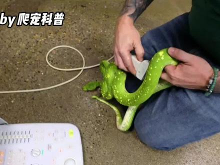 这是给绿树蟒做产检?(中)#爬宠 #爬宠日常 #爬宠科普翻译