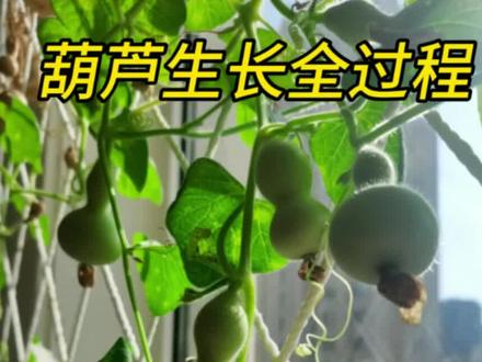 葫芦生长全过程 #上热门话题🔥🔥🔥 ##种植小技巧 #三农 #记录我的种植生活 #阳台种植