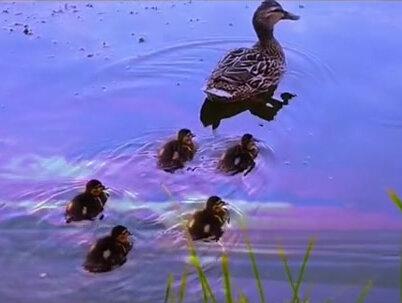 《是鸭还是霞》上头的绕口令#二年级上册语文 #课文动画 #我爱阅读