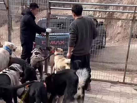 翻看2.4号出发前录的屏,发现老吴揍你了,也摸你了,这些都是最后一次了,瞬间哭的稀里哗啦,这么乖的你,以后园区再也没有了,晚安啦大可乐
#西北刀客可乐 #西北刀客 @西北刀客-公益护农 @西北刀客-机油手