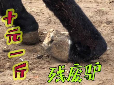 10元1斤买头残废驴,关节打弯腿走路,满身外伤,修完赚大了! #拯救动物 #修驴蹄 #解压