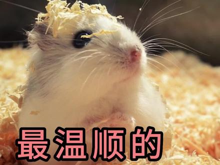 最温顺的仓鼠排名#仓鼠 #养宠进阶指南 #养宠知识 #科学养宠物