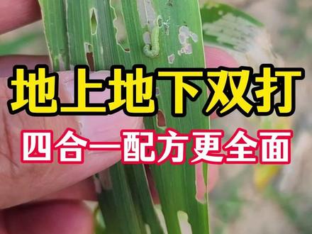 四合一地上地下都能打的杀虫配方卫生农药 花生、红薯、玉米、土豆地下害虫地上害虫一起打的配方 #花生地下害虫防治 #地下害虫防治 #花生虫害防治 #杀虫剂配方 #地下虫防治