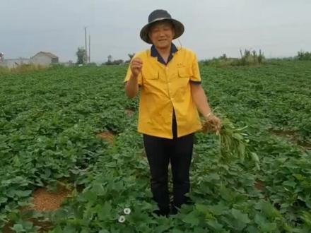 #农业种植 #农业种植技术 #植物科普 红薯翻藤增产还是减产? #学农技