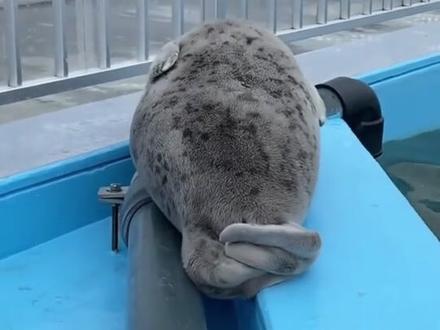 海豹大肚皮#海豹 @DOU+小助手