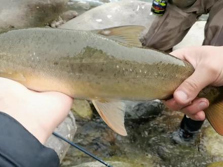 新年飞钓解锁新鱼种 溪流探寻裂腹鱼
#飞钓 #飞蝇 #飞蝇钓 #最美原生鱼 #钓鱼 #溪流钓 #户外 #路亚 #路亚野钓