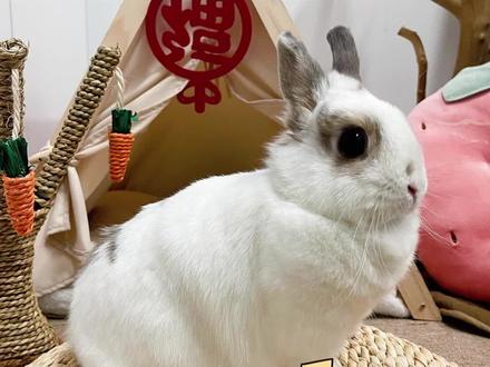 兔兔怀孕了怎么生不出宝宝? #萌宠出道计划 #兔叽兔叽 #萌宠日常记录 #假孕 #抖in萌宠计划