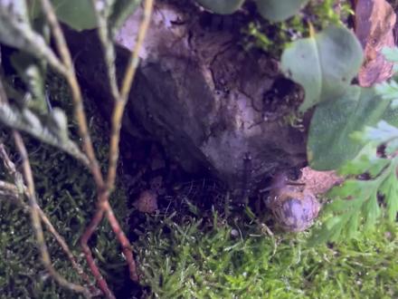 陆生萤火虫捕食#萤火虫 #窗萤 #沉浸式 #昆虫世界