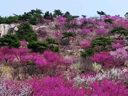 即墨天柱山梅花谷!
#赏花🌸听歌🎶 #感受春的气息