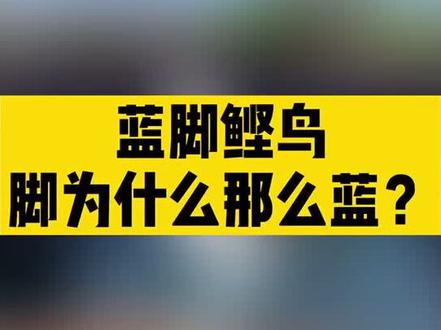 蓝脚鲣鸟是一种大型的热带海鸟,它们因亮蓝色的脚蹼而得名。那么,问题来了…#涨知识 #自然